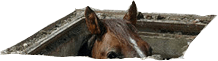 the top of a horse's head poking out of some sort of manhole